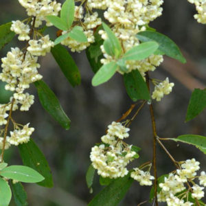 litseacubebaflowers-cropped