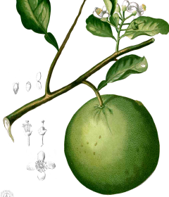 citron-anec-france-molecule-naturelle