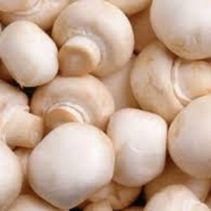 mushroom1-482x388